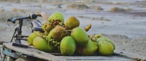 Does Drinking Coconut Water Lose Weight